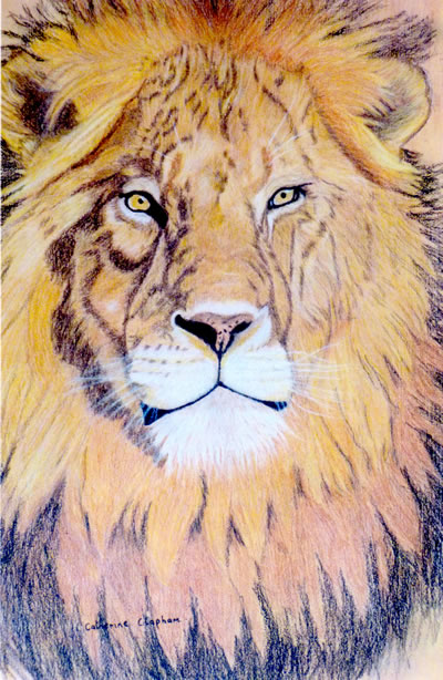 gallery/Members_Paintings/Catherine_Clapham/Lion_pencil_on_board.jpg