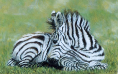 gallery/Members_Paintings/Dorothy-Pickering/Zebra_Foal_Pastelaa.jpg