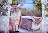 gallery/Members_Paintings/Mary_Needham/_thb_cats.jpg